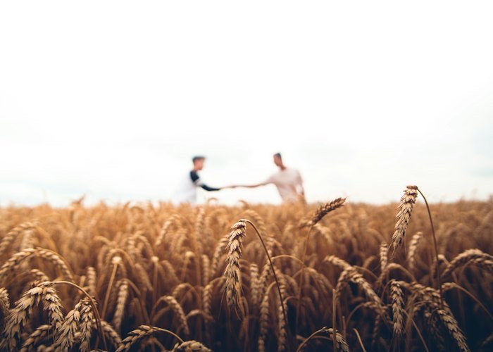 Harvest in a wheat field